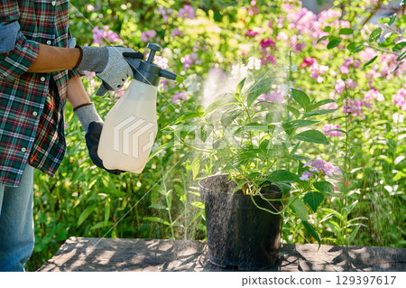 Close-up spraying of Hydrangea plant in pot from spray bottle Close-up spraying of Hydrangea plant in pot from spray bottle 129397617