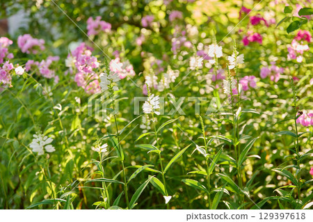 Summer sunny natural view of flowerbed with flowering white Physostegia virginiana 129397618