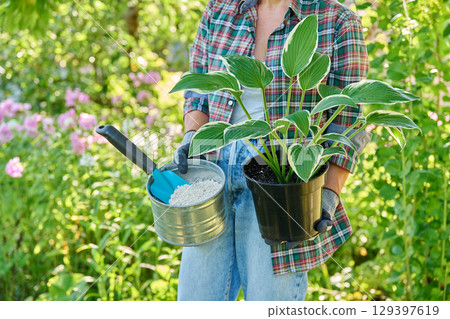 Close-up of Hosta plant in pot and granular fertilizer in hands, outdoor in garden Close-up of Hosta plant in pot and granular fertilizer in hands, outdoor in garden 129397619