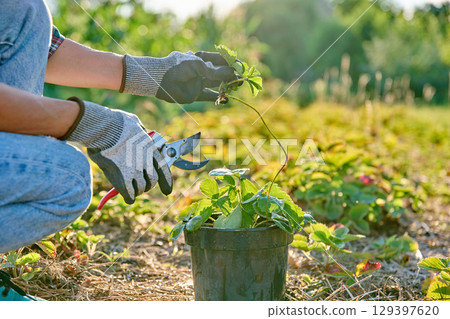 Female with pruning shears strawberry bush in pot showing plant with air layering roots Female with pruning shears strawberry bush in pot showing plant with air layering roots 129397620