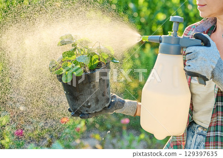Spraying strawberry bush in container pot in garden Spraying strawberry bush in container pot in garden 129397635