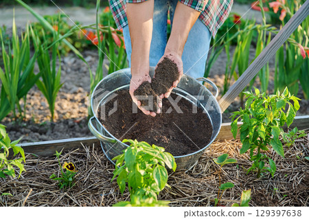 Humus, compost, dark wet fertile soil in hands of gardener Humus, compost, dark wet fertile soil in hands of gardener 129397638