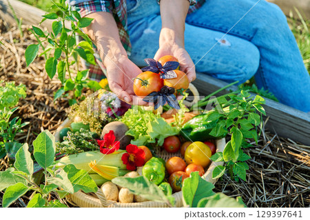 Basket with harvest of different fresh vegetables, female hands showing tomatoes basil 129397641