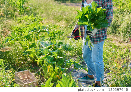Female cutting old zucchini squash leaves with garden shears, airing, care, prevention 129397646