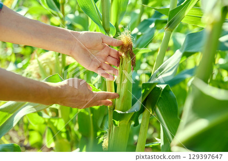 Woman checking corn plant for ripeness of head, opening leaves 129397647