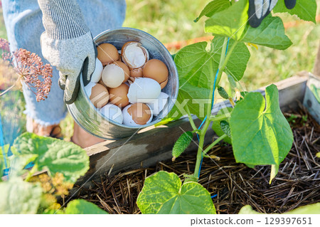Fertilizing cucumber plants with eggshells, outdoor kitchen vegetable garden 129397651