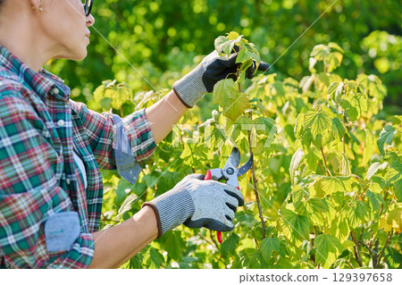 Female gardener with pruning shears pruning blackcurrant bush in garden 129397658
