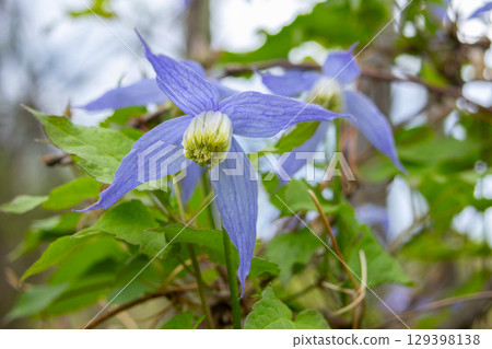 Vibrant Clematis Occidentalis flowers with foliage in spring forest. 129398138