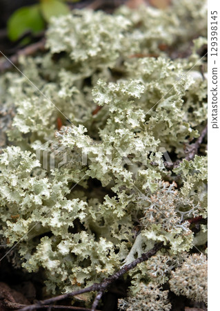 Pale green patch of Platismatia glauca lichen in the forest. Pale green patch of Platismatia glauca lichen in the forest. 129398145