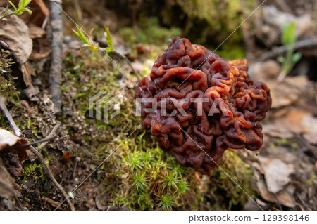 False Morel Mushroom on Forest Floor among leaves and grass. False Morel Mushroom on Forest Floor among leaves and grass. 129398146