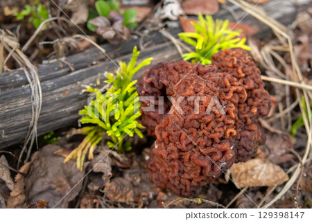 False Morel Mushroom on Forest Floor among leaves and grass. 129398147