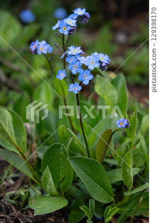 Blue wildflowers Alpine forget-me-nots grow in the summer meadow. 129398170
