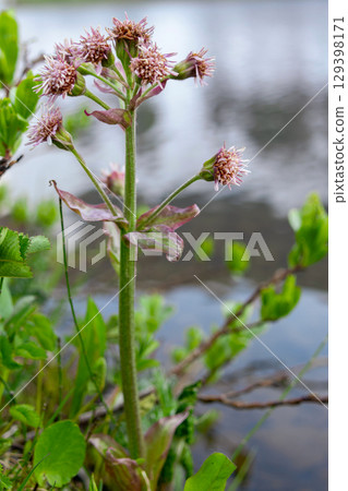 Pink flowers of Petasites Blooming in Alpine Wet Bog 129398171