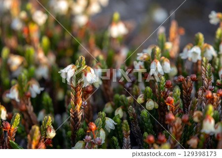 White mountain heather low shrub with flowers in summer. White mountain heather low shrub with flowers in summer. 129398173