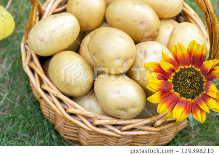 Yellow potatoes in the basket with sunflower on the green lawn in autumn. 129398210