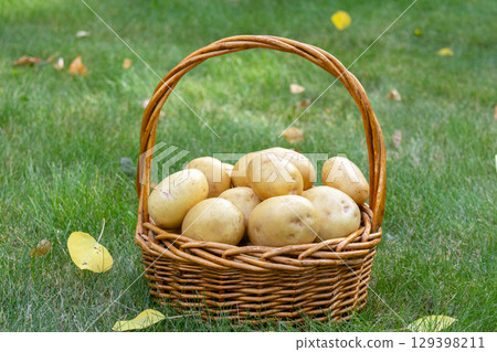 Yellow potatoes in the wicker basket on the green lawn in fall. Yellow potatoes in the wicker basket on the green lawn in fall. 129398211