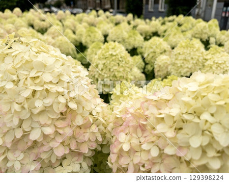 Close up of blooming hydrangea flowers in garden, natural floral background, summer landscape Close up of blooming hydrangea flowers in garden, natural floral background, summer landscape 129398224