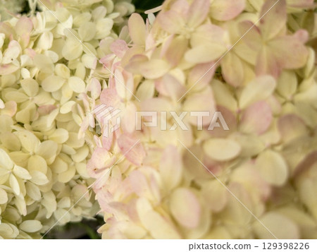 Macro shot of pale yellow and pink hydrangea petals 129398226