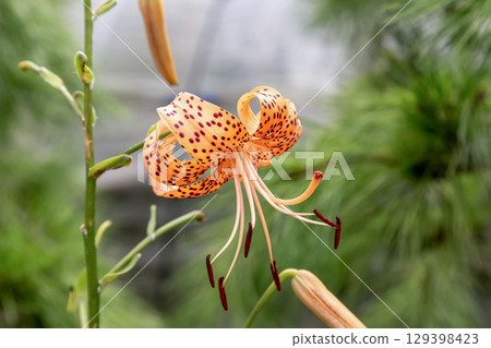 虎斑百合(百合科、百合屬)的特徵是花瓣上有斑點。 虎斑百合(百合科、百合屬)的特徵是花瓣上有斑點。 129398423