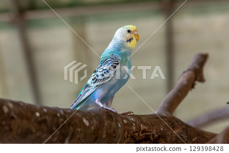 Cobalt Budgerigar (Family: Budgerigar) Cobalt Budgerigar (Family: Budgerigar) 129398428