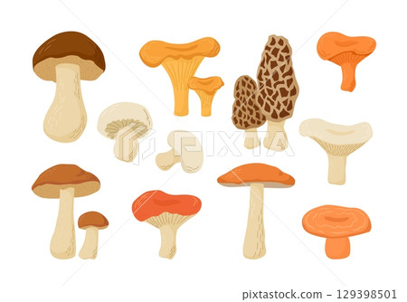 Set of edible mushrooms. Cartoon vector illustration. Cep, Boletus, Champignon, Chanterelle, Aspen, Morel, Oyster Russula, Niscalo. Autumn harvest. 129398501