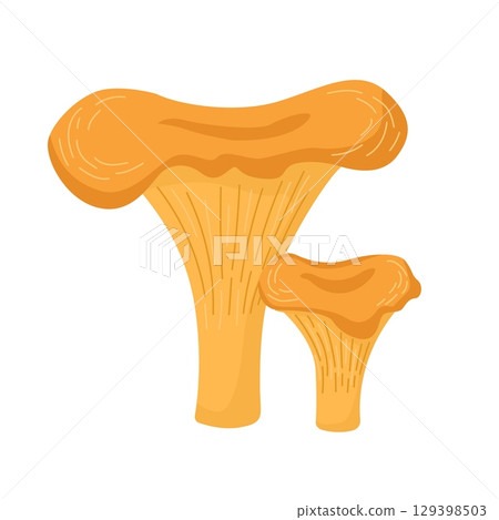 Raw fresh chanterelle mushrooms on white background. Cartoon vector illustration Raw fresh chanterelle mushrooms on white background. Cartoon vector illustration 129398503
