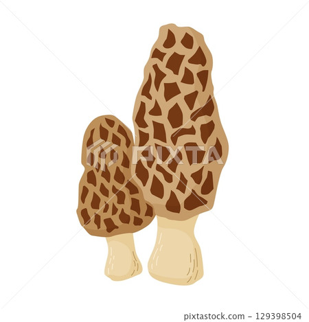 Edible Morel mushrooms vector illustration. Morchella esculenta Edible Morel mushrooms vector illustration. Morchella esculenta 129398504
