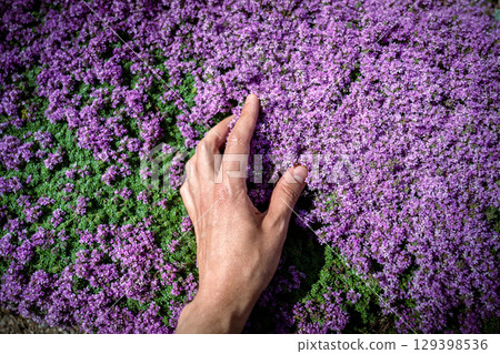 Man touches green fresh aromatic Thymus vulgaris plant, hand closeup Man touches green fresh aromatic Thymus vulgaris plant, hand closeup 129398536