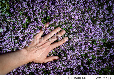 Man touches green fresh aromatic Thymus vulgaris plant, hand closeup 129398545
