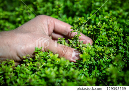 Man touches and picking up green fresh aromatic lemon thyme plant - Thymus Citriodorus, hand closeup Man touches and picking up green fresh aromatic lemon thyme plant - Thymus Citriodorus, hand closeup 129398569