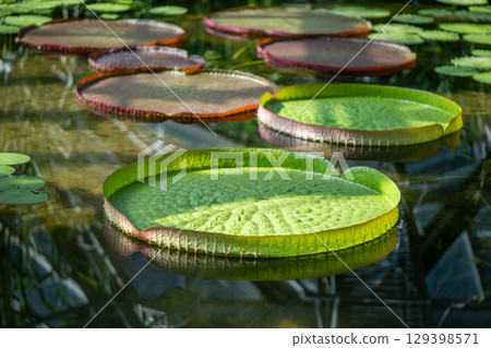 Pond in glasshouse with giant Victoria Amazonica and aquatic plants. 129398571