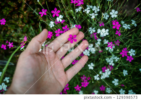 Man touches ornamental flower of wild Dianthus Deltoides, also called maiden pink. Grassy carnation  129398573