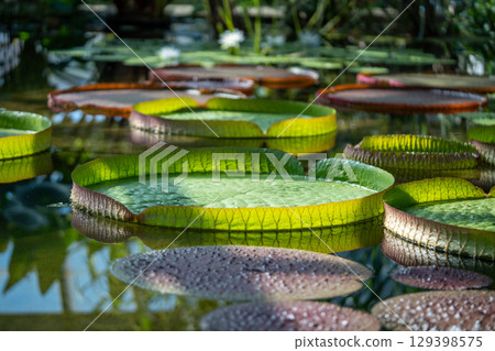Pond in glasshouse with giant Victoria Amazonica and aquatic plants. Pond in glasshouse with giant Victoria Amazonica and aquatic plants. 129398575