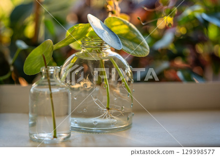 Water propagating of sprout Pilea peperomioides cuttings with roots in glass jar at home. Water propagating of sprout Pilea peperomioides cuttings with roots in glass jar at home. 129398577