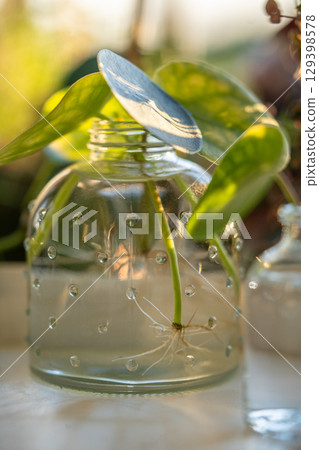 Water propagating of sprout Pilea peperomioides cuttings with roots in glass jar at home. Water propagating of sprout Pilea peperomioides cuttings with roots in glass jar at home. 129398578