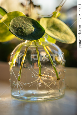 Water propagating of sprout Pilea peperomioides cuttings with roots in glass jar at home.  129398581