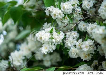 White scented flowers Philadelphus coronarius in garden in early summer closeup, soft focus White scented flowers Philadelphus coronarius in garden in early summer closeup, soft focus 129398587