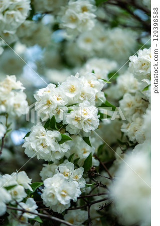 White scented flowers Philadelphus coronarius in garden in early summer closeup, soft focus White scented flowers Philadelphus coronarius in garden in early summer closeup, soft focus 129398588