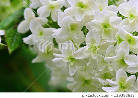 White hydrangea White hydrangea 129398632