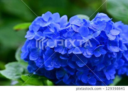 Blue hydrangea 129398641