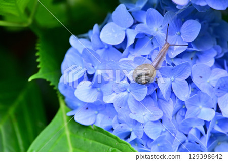 Snails on hydrangea flowers Snails on hydrangea flowers 129398642