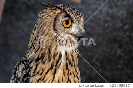 有明亮虹膜的孟加拉鷹貓頭鷹 [小型哺乳動物] 129398917