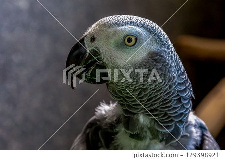 Appearance image of the graceful African Grey Parrot [Family: Parrot] 129398921