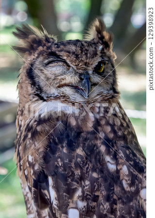 A winking African eagle owl with bright yellow irises 129398923