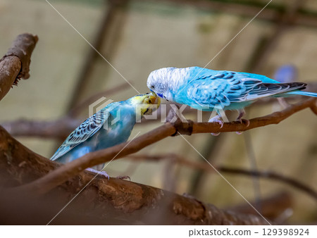 Cobalt Budgerigar (Family: Budgerigar) 129398924
