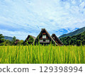 Shirakawago goddamn architecture reflected in paddy field 129398994
