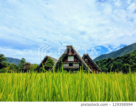 Shirakawago goddamn architecture reflected in paddy field 129398994