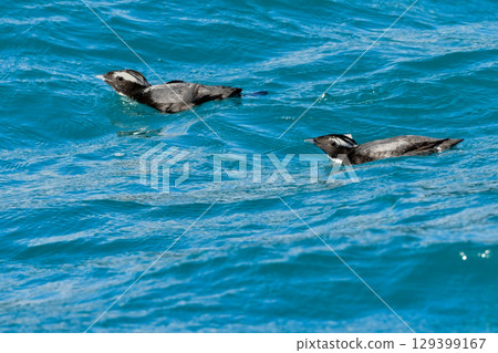 The Japanese Murrelet is a protected seabird with a distinctive crest that can only be found in the waters off Japan's coast, such as Miyazaki and the Izu Islands. The Japanese Murrelet is a protected seabird with a distinctive crest that can only be found in the waters off Japan's coast, such as Miyazaki and the Izu Islands. 129399167
