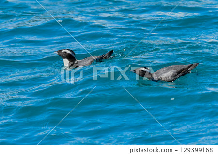 The Japanese Murrelet is a protected seabird with a distinctive crest that can only be found in the waters off Japan's coast, such as Miyazaki and the Izu Islands. The Japanese Murrelet is a protected seabird with a distinctive crest that can only be found in the waters off Japan's coast, such as Miyazaki and the Izu Islands. 129399168