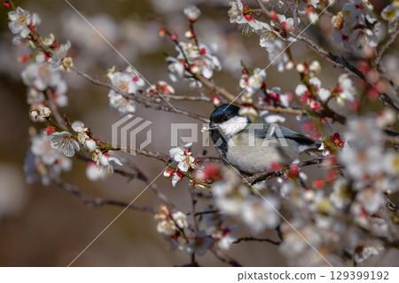 一隻美麗的黑白大山雀，一隻熟悉可愛的野鳥，在早春時節造訪一片盛開的梅花林 129399192